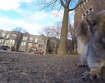 Mirá cómo una ardilla se roba una Go Pro