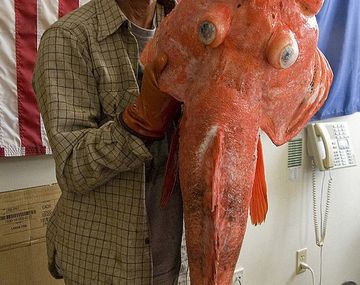 ¿Es un pescado de 200 años?