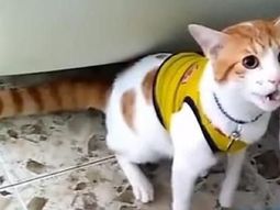 El gato que grita los goles de Colombia