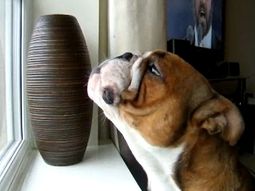 Fred jura que es el próximo gran tenor Fred jura que es el próximo gran tenor