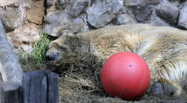 Mendoza: murió el oso polar Arturo