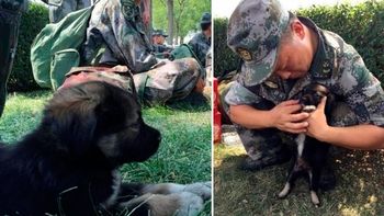 la tierna historia de shenghua, el perrito rescatado de la explosion en tianjin la tierna historia de shenghua, el perrito rescatado de la explosion en tianjin