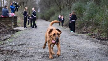 una perra se colo en una media maraton y termino en septimo lugar una perra se colo en una media maraton y termino en septimo lugar