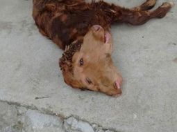 El animal vivió pocas horas (Gentileza Informados Diario).