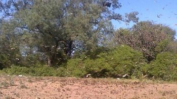 La invasión de langostas también llegó a Salta La invasión de langostas también llegó a Salta