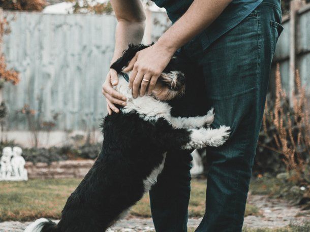 New York busca prohibir la venta de perros y gatos.