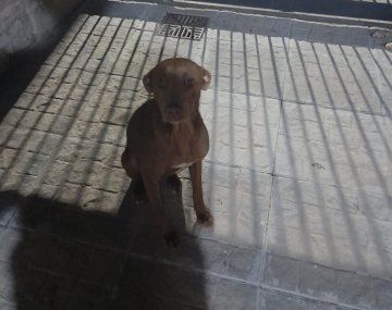 VIDEO: abandonó a una perra y a su cachorro en plena calle y en el escape casi los atropella