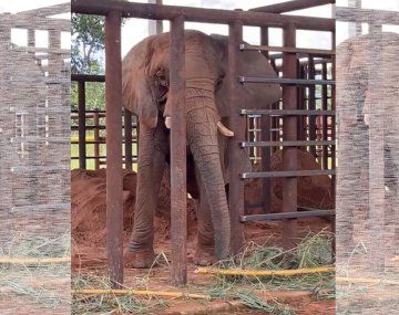 Cómo fue el primer día de Pupy en el santuario de Brasil: ¿se va a encontrar con Mara?