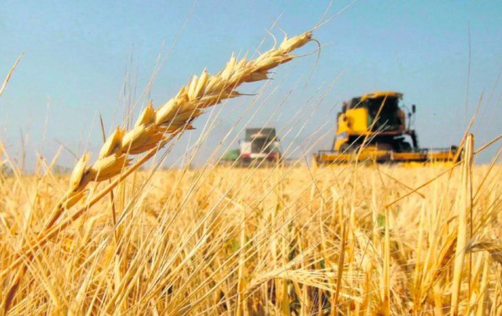 El Gobierno desmintió que analice eliminar del Fondo Estabilizador del Trigo