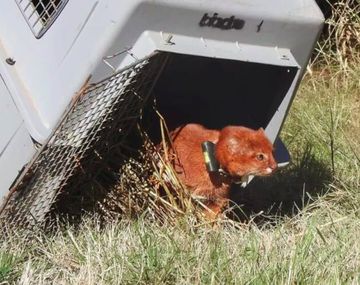 Expectativa en Córdoba por la liberación del primer yaguarundí con un collar para rastreo satelital