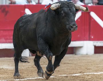 Creyó que el toro estaba muerto
