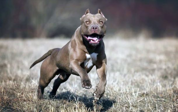 Así es como sería la cruza de un pitbull con un caniche según la IA