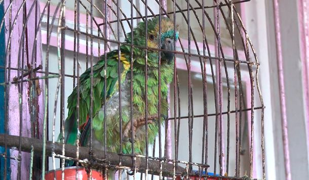 Usaban un loro soplón para vender drogas en su casa de La Boca: la Policía los detuvo