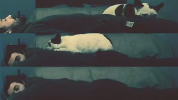 video: la divertida escena de pedro alfonso con su perra en instagram video: la divertida escena de pedro alfonso con su perra en instagram