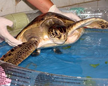 Abandonan una tortuga de 5 kilos en la puerta del zoológico