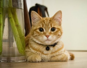 Los gatos vuelven por cariño a sus dueños, y a la comida