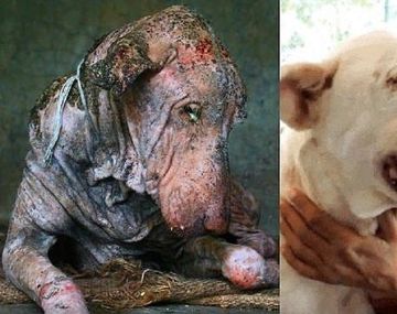 La transformación de un perro a punto de morir