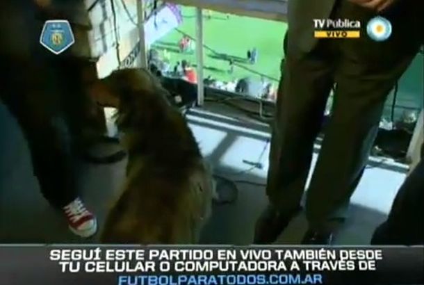 Insólito: un perro invadió la cabina de Marcelo Araujo