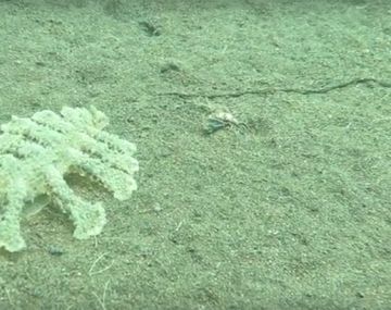 Misteriosa criatura en el océano