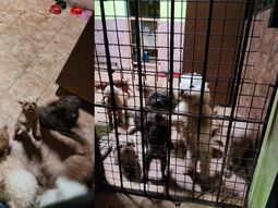 Rescataron a 17 caniches de un criadero ilegal en Liniers