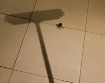 Mata una araña