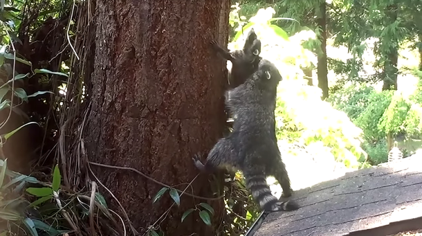 Un mapache le enseña a trepar a un árbol a su cría: mirá el video