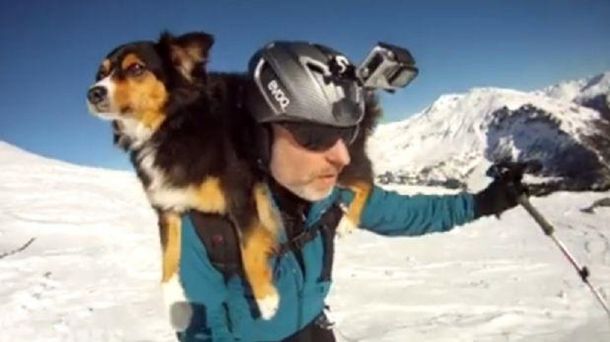 Un perro es fanático de esquiar junto a su dueño