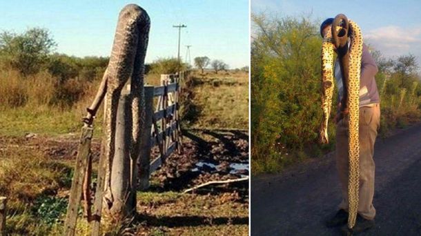 Invasión de víboras gigantes en Entre Ríos tras las inundaciones