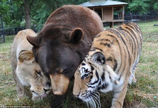 Pasa la cuarentena con un oso o tigre en casa gracias a Google - La Opinión