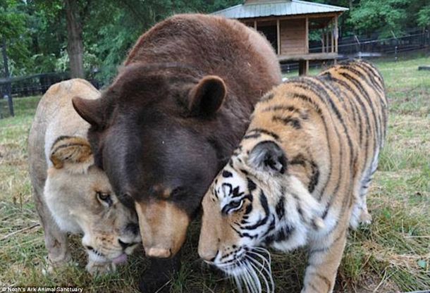 Pasa la cuarentena con un oso o tigre en casa gracias a Google