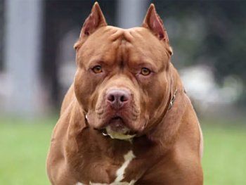 Perro de raza pitbull (Imagen ilustrativa)