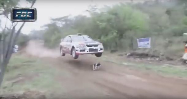 VIDEO: Un perro se salva de ser pisado por un auto en plena prueba de rally
