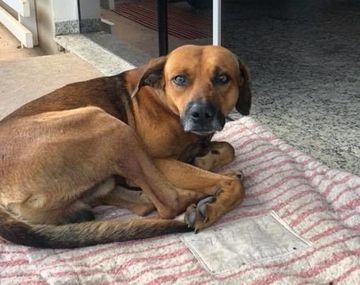 Brasil: un perro espera a su dueño en la puerta del hospital en el que murió