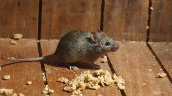 confirman muerte por hantavirus en bariloche: activan protocolo sanitario confirman muerte por hantavirus en bariloche: activan protocolo sanitario