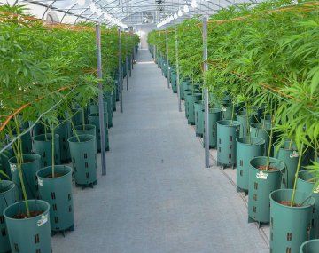 Dictamen favorable a un proyecto de ley para regular la cadena de producción de cannabis