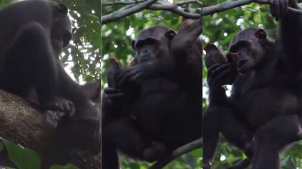 VIDEO: Un grupo de chimpancés sorprendió comiendo carne de tortuga