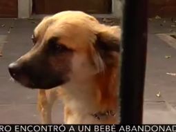 la historia de orejon, el perro que le salvo la vida al bebe abandonado la historia de orejon, el perro que le salvo la vida al bebe abandonado