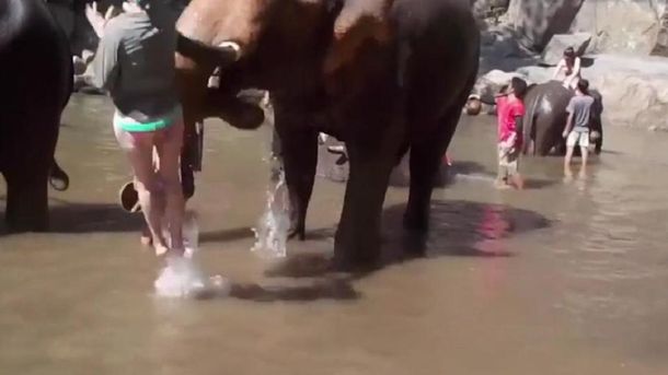 Elefante golpea a mujer en Tailandia