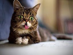 ¿Cuáles son las diez mascotas más famosas de Internet?