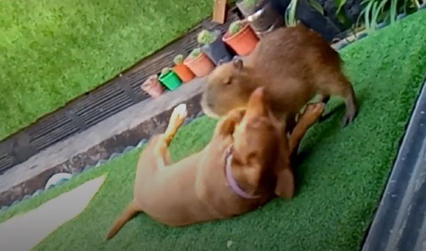 El perro es el mejor amigo del carpincho: la prueba