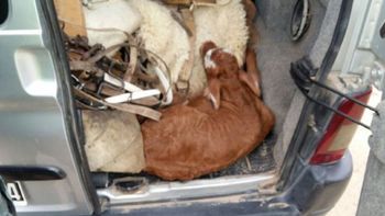 lo detuvieron en un control y descubrieron que tenia un ternero oculto en el baul lo detuvieron en un control y descubrieron que tenia un ternero oculto en el baul