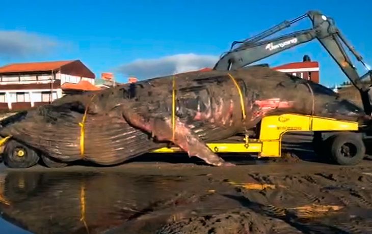 Inmensa tristeza: así trasladaron a la ballena