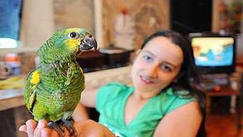 Loro Paquito Loro Paquito