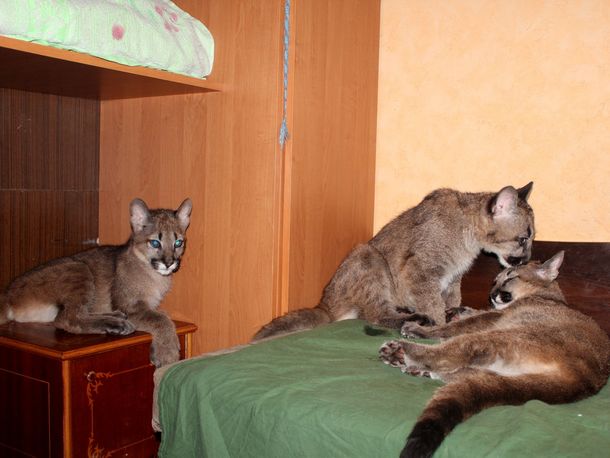 Una mujer vive con tres pumas en un departamento