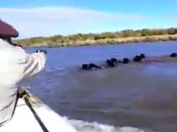 video: brutal caza de jabalies en el rio uruguay video: brutal caza de jabalies en el rio uruguay