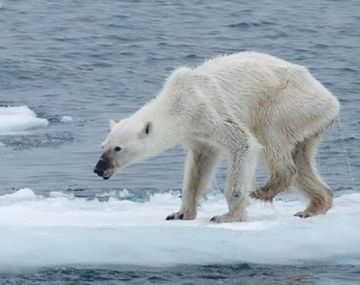 Una foto de osa polar desnutrida crea alarma