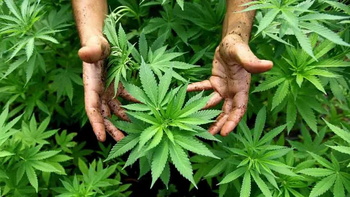 Los trabajadores fueron despedido en el mes de julio a través de un mensaje de WhatsApp. Los trabajadores fueron despedido en el mes de julio a través de un mensaje de WhatsApp.