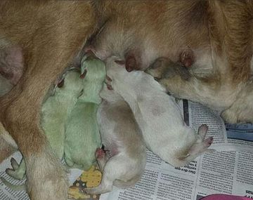 Insólito: En España nacieron dos perros verdes