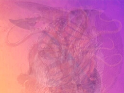 El test que muestra tus mejores cualidades según con qué animal que elijas.&nbsp;