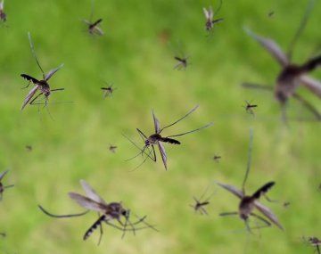 Invasión de mosquitos en el AMBA: a qué se debe y cómo combatirlos
